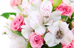 high-resolution-flower-wallpaper-9